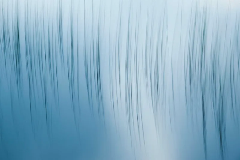 Pond Reeds
