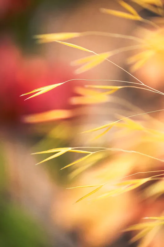 Silverado Grasses