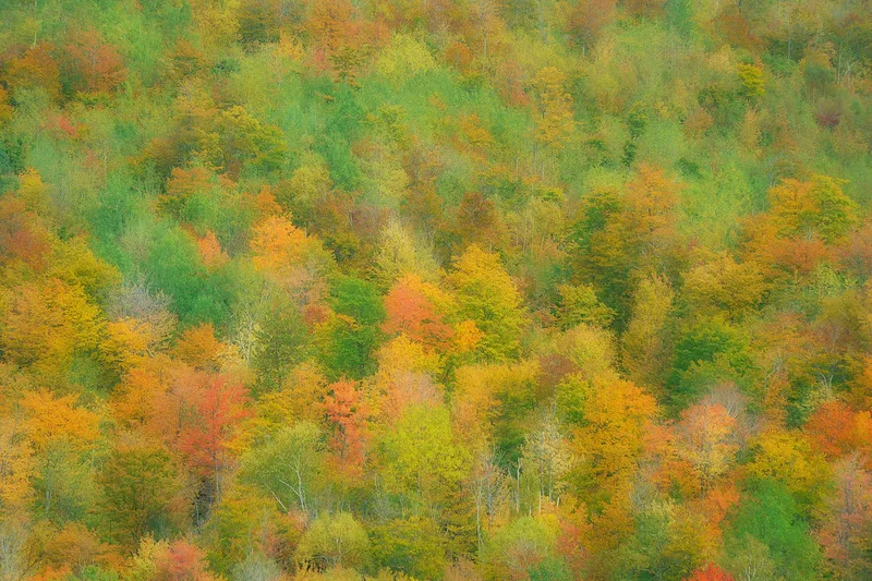Tapestry of Fall