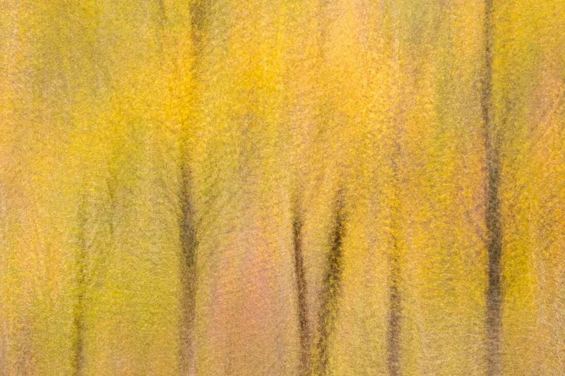 Tapestry of Trees