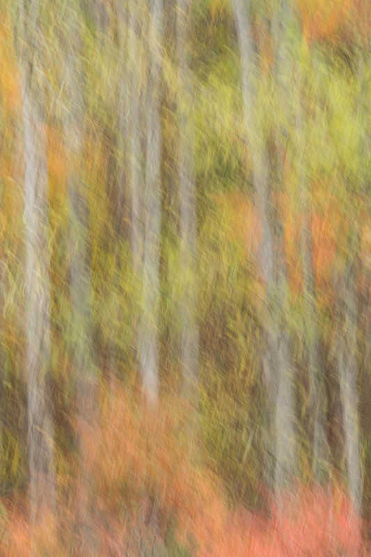 The Softness of Trees by Mary Macey Butler