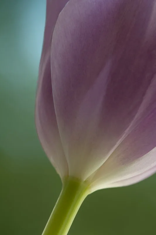 Tulip and Light
