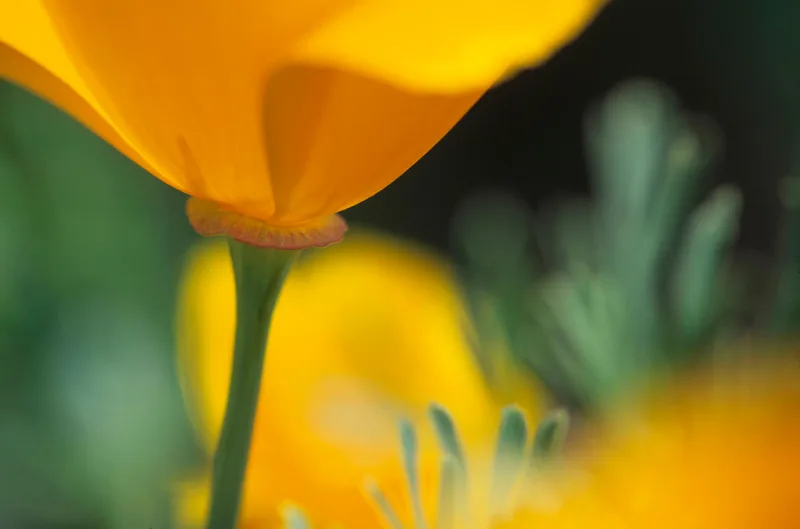 Vibrance