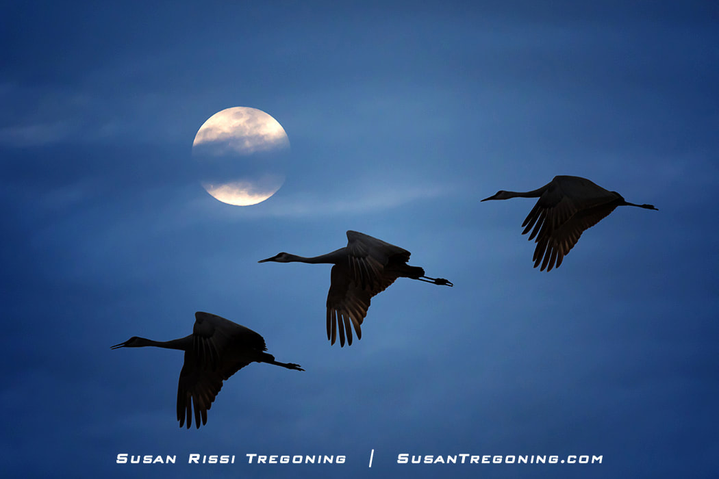 Moonlit Flight