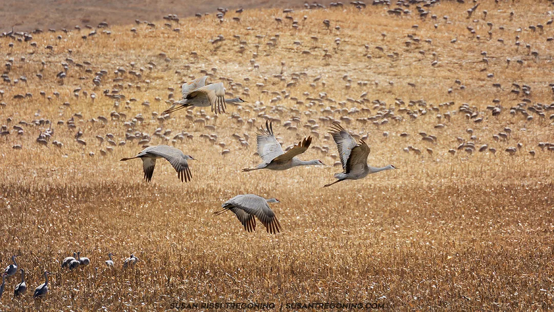 A large flock of Sandhill Cranes fills a golden‑brown grassland, with six cranes in the foreground captured in mid‑flight, their wings fully extended and necks outstretched. Hundreds more cranes stand densely across the field in the background.