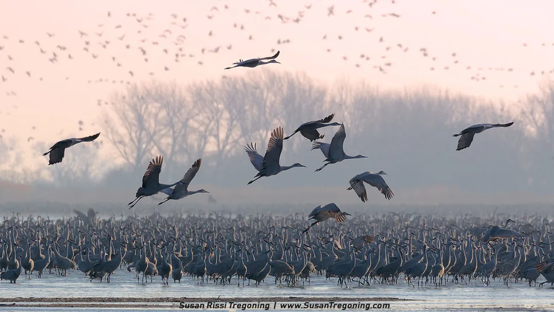 Hundreds of Sandhill Cranes gather in a shallow wetland at dawn, with many standing in the water while others fly overhead through soft mist. Bare trees form a dark silhouette against the pastel sky filled with cranes in flight.