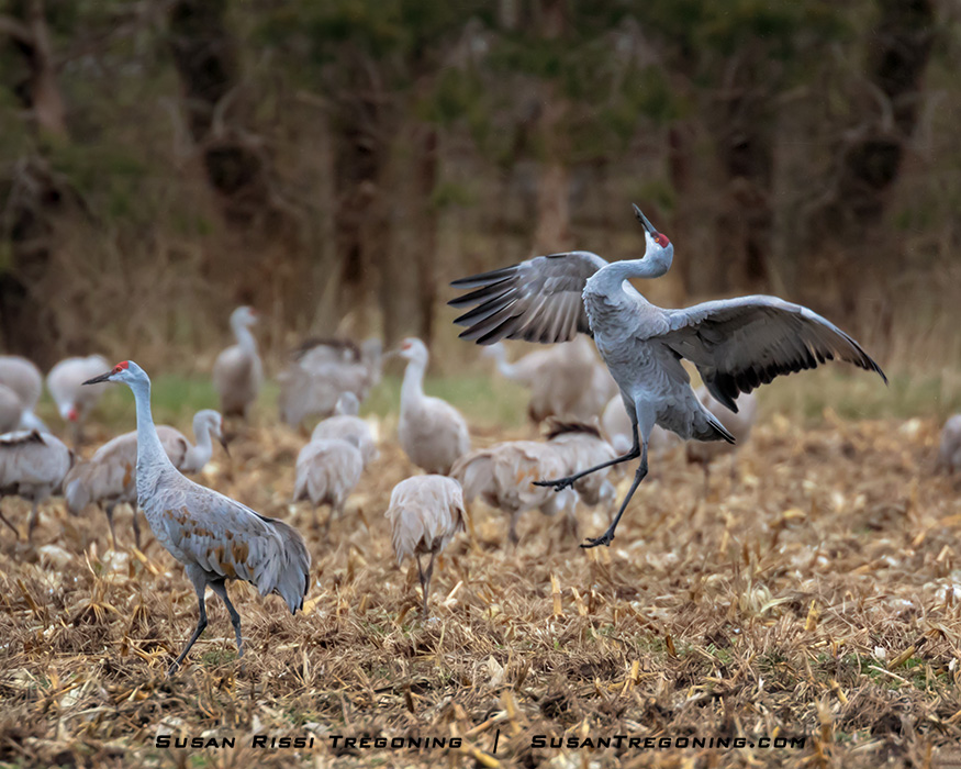 The Spring Migration of the Sandhill Crane