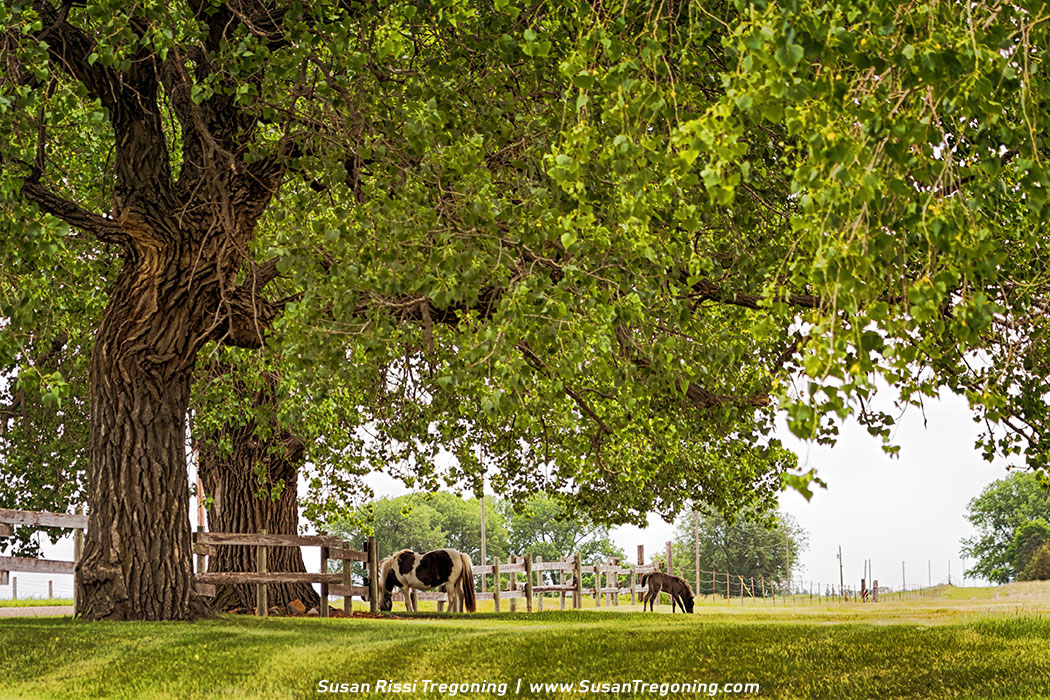 Little House on the Prairie: A Visit to DeSmet, South Dakota