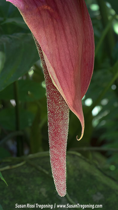  A deep pink, curved tropical spathe surrounds a long, textured spadix covered in tiny bead‑like floral structures, set against a backdrop of lush green foliage.