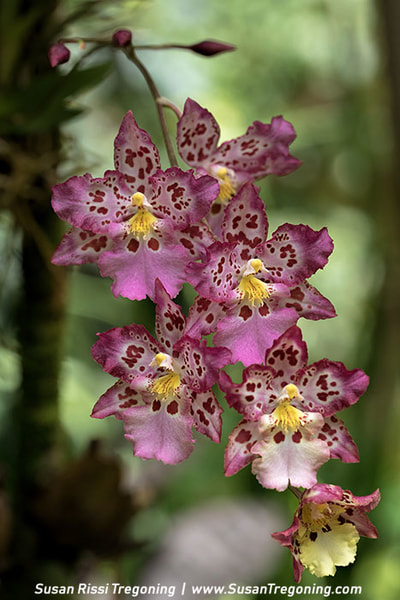  A cluster of pink‑and‑white orchids with maroon spots and yellow centers fills the frame, their patterned petals sharply detailed against a softly blurred green background.