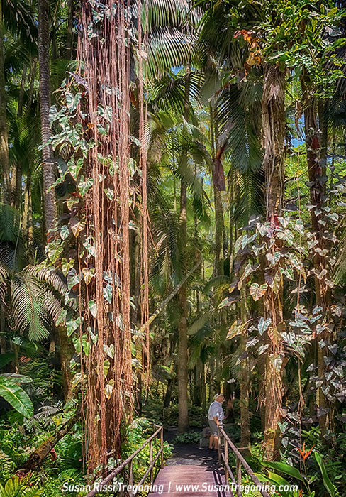   
A narrow wooden footbridge leads into a dense tropical rainforest filled with tall palms, thick hanging vines, and foliage in shades of green and deep red. Soft sunlight filters through the canopy, illuminating a person standing on the bridge and looking ahead into the lush forest. 