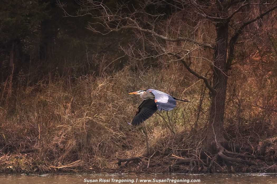 A Great Blue Heron flies low over the water with its wings fully extended, passing above a rippling surface near a shoreline of dry grasses and bare branches.