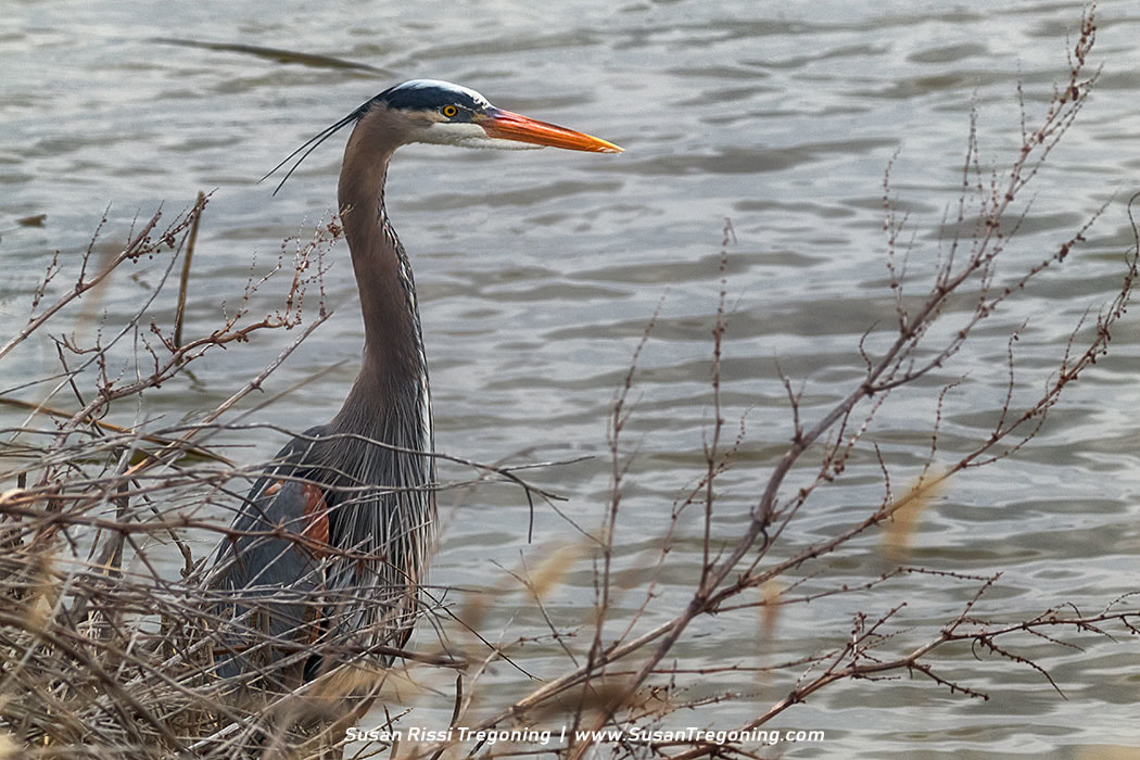 Great Blue Herons: A Common Sight at Crab Orchard National Wildlife Refuge