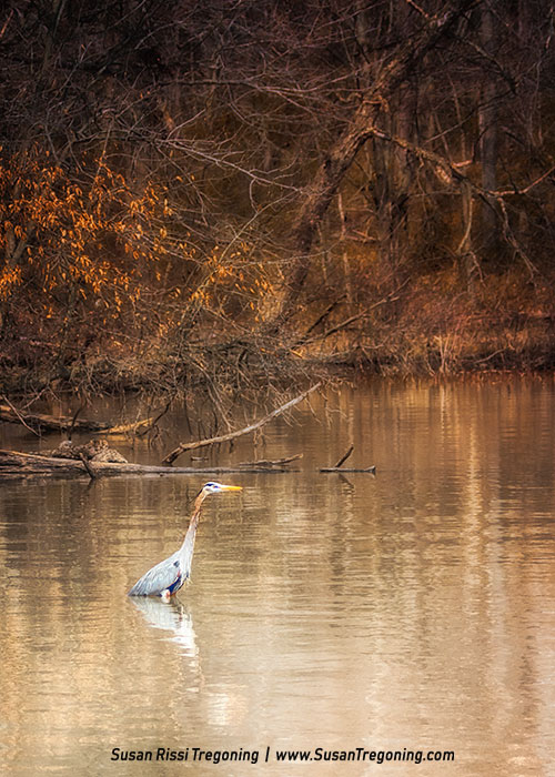 A Great Blue Heron stands in shallow water near a quiet shoreline, surrounded by leafless trees and muted brown vegetation reflected in the calm surface.