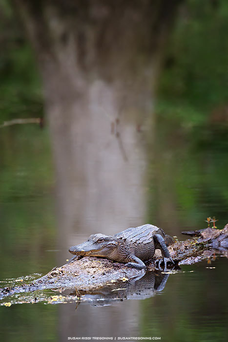 A young alligator rests on a partially submerged log in calm water, surrounded by dense green vegetation. The still surface reflects the alligator, the log, and nearby trees, creating a quiet swamp scene.
