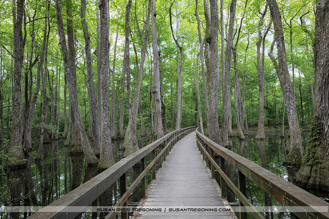   
A wooden boardwalk with railings extends straight through a swamp filled with tall trees, their trunks rising from still, shallow water. Bright green foliage fills the scene, and the boardwalk leads into the dense forest.