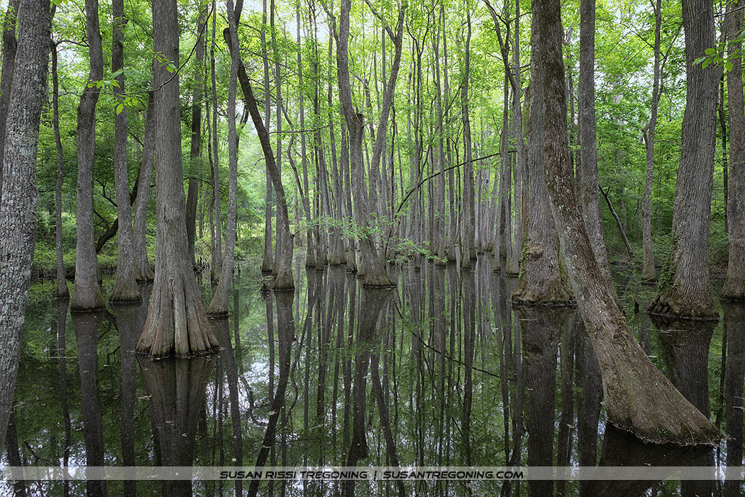 A quiet cypress swamp with tall, straight trees rising from still, shallow water. Their trunks and bright green foliage are reflected on the surface, creating a symmetrical, mirror‑like scene.