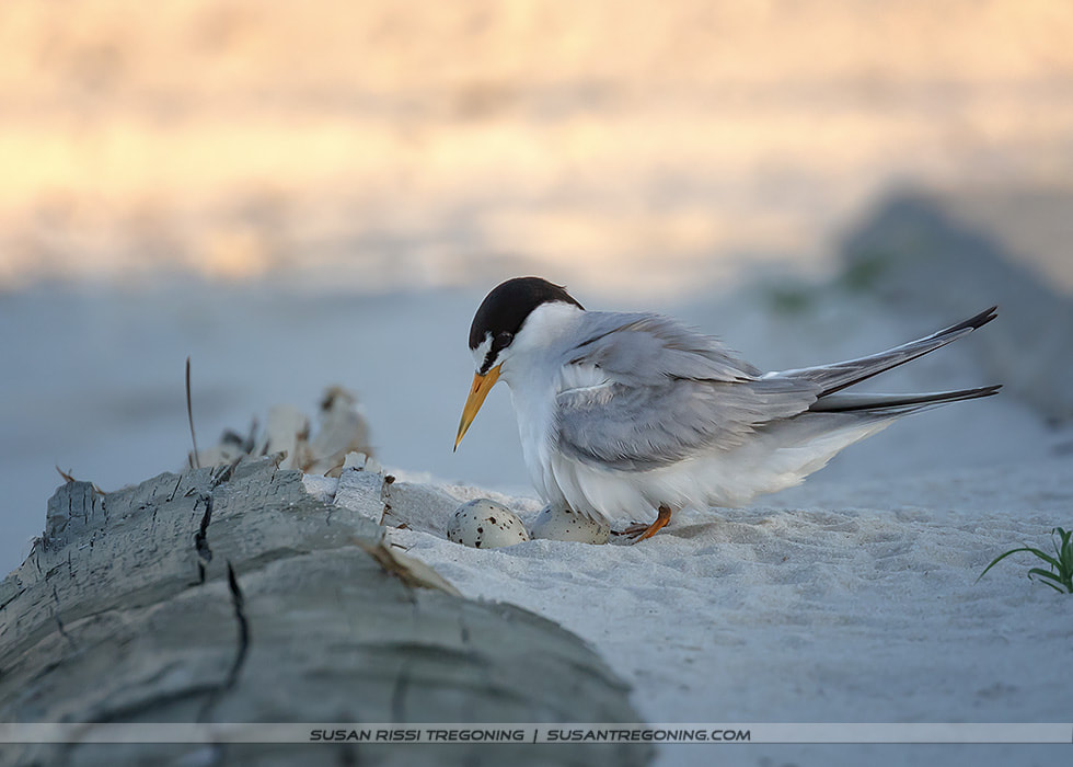 Least Terns Breeding on the Mississippi Gulf Coast: The Largest US Breeding Area