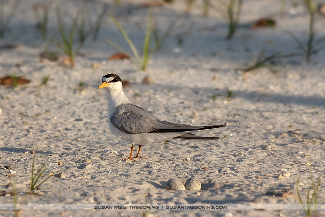 A Least Tern stands on sandy ground with sparse vegetation beside two speckled eggs resting in a shallow scrape. The background is softly blurred in warm tones.