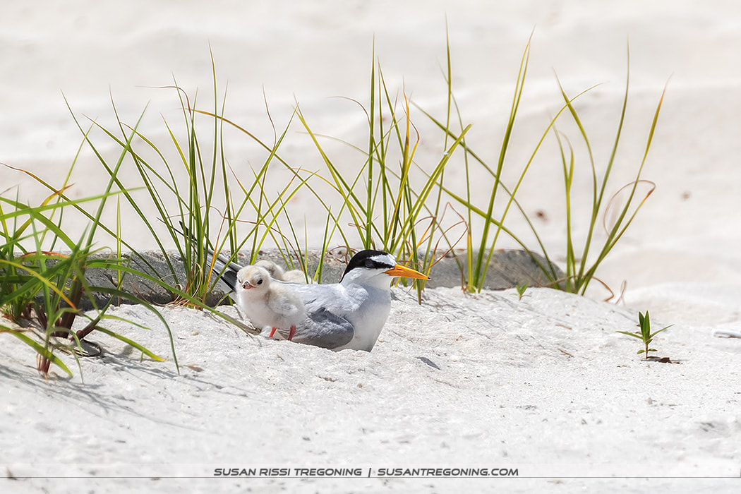An adult Least Tern stands on sandy ground beside a small, fluffy chick, with sparse beach grass around them and a softly blurred sandy background.