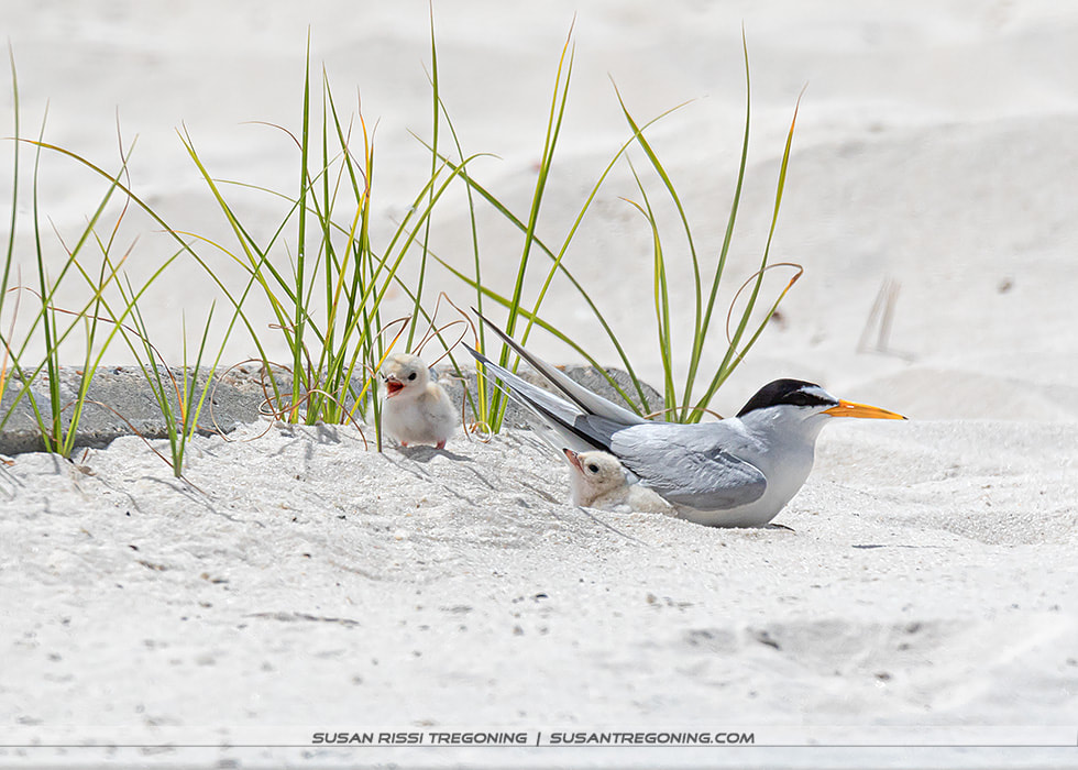 An adult Least Tern sits on sandy ground beside two small, fluffy chicks, one standing and one partially sheltered under the adult, with sparse beach grass around them and a softly blurred sandy background.