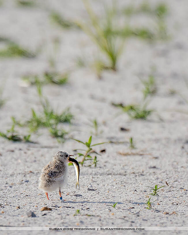 A downy chick stands on sandy ground with sparse vegetation, holding a fish in its beak; colored leg bands are visible on its legs.