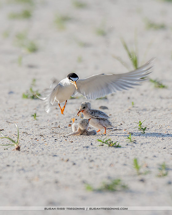 An adult Least Tern approaches two downy chicks on sandy ground with sparse vegetation, its wings extended as it moves toward them.