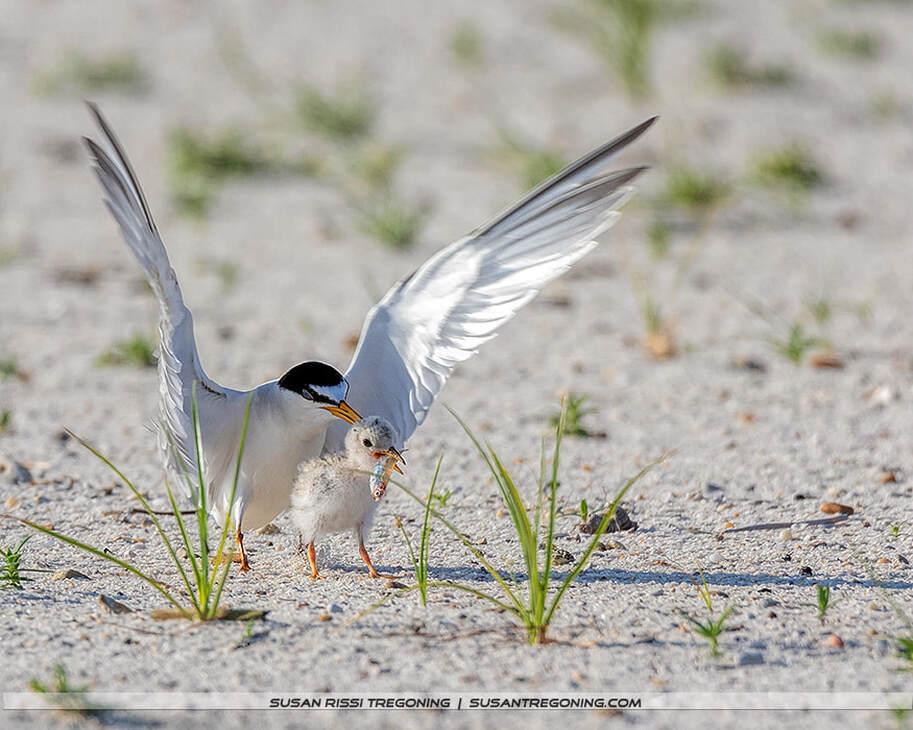An adult Least Tern stands on sandy ground with its wings spread as a chick holds a small fish in its beak, with sparse beach vegetation around them.