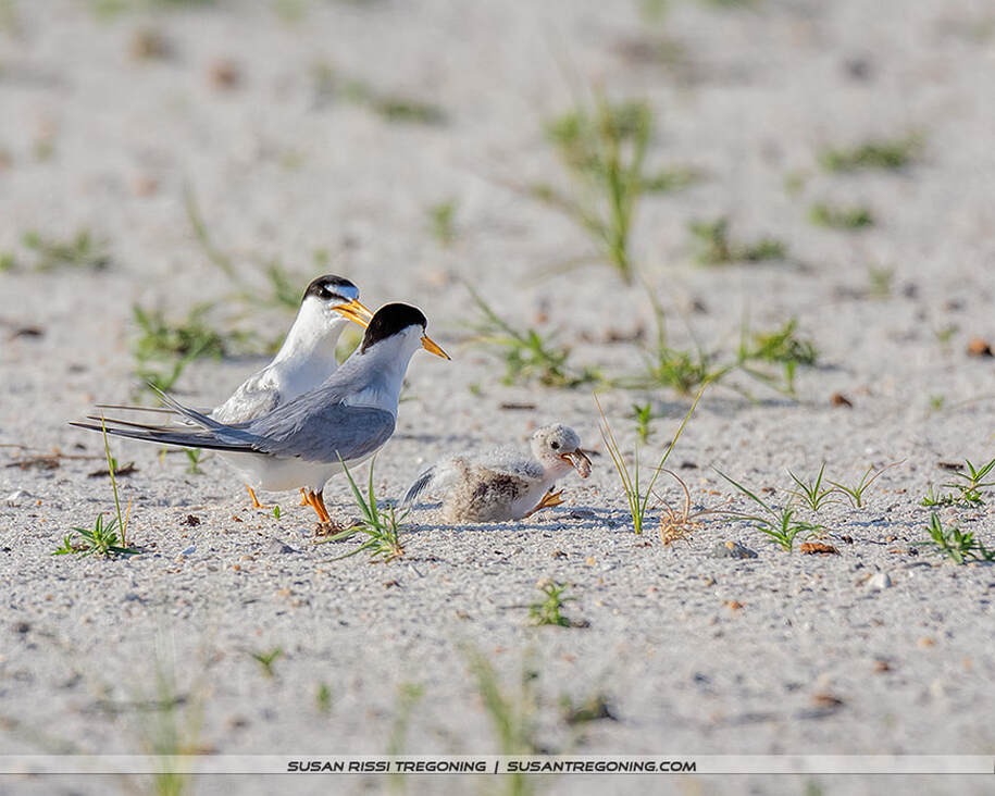 Two adult Least Terns stand on sandy ground with sparse beach vegetation, positioned on either side of a downy chick that faces forward with its beak slightly open