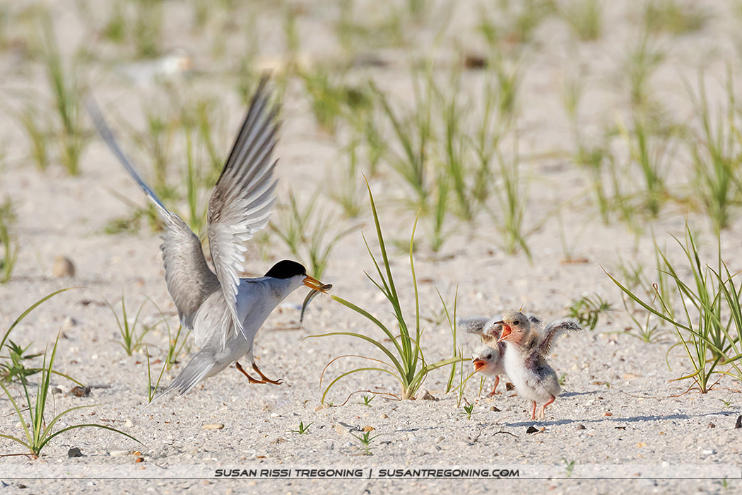 An adult Least Tern flies low over sandy ground with a small fish in its beak, approaching two downy chicks that stand on the beach with their beaks open.