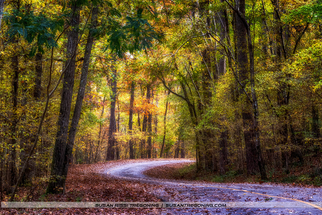A winding paved road curves through a dense autumn forest in Tishomingo State Park. Tall trees with green, yellow, orange, and brown leaves arch overhead, while fallen leaves blanket the ground and roadway. Soft sunlight filters through the canopy, creating a warm, peaceful glow across the quiet woodland scene.