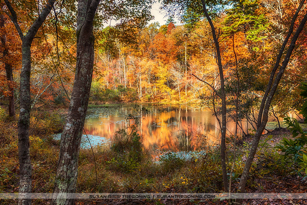The Middle of the Trace : The Natchez Trace Parkway - Top Half of Mississippi