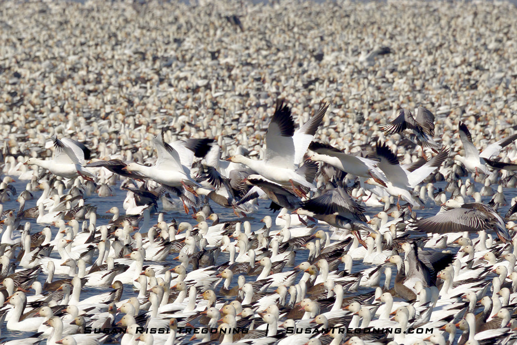 Thousands of Snow Geese remain on the water at Loess Bluffs National Wildlife Refuge while a smaller group of roughly twenty birds takes off together, beginning the early motion that can develop into a Snow Goose Tornado during spring migration.