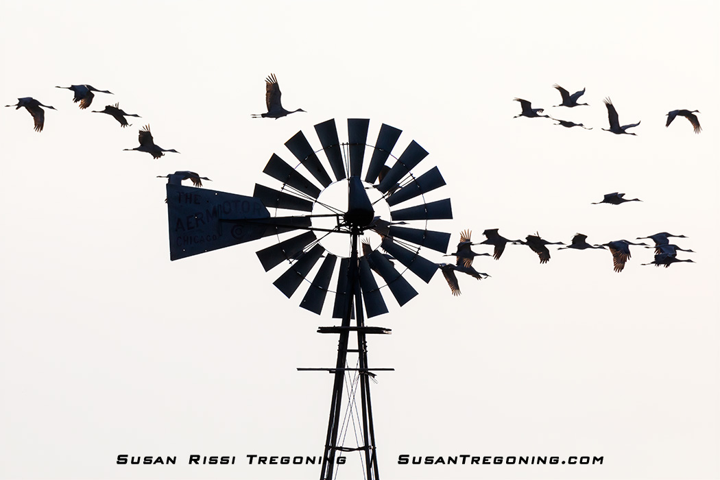 A traditional multi‑blade Aermotor windmill stands in silhouette against a bright, overcast sky as a group of cranes flies past in formation. The birds and windmill are both rendered as dark shapes, creating strong contrast against the pale background.