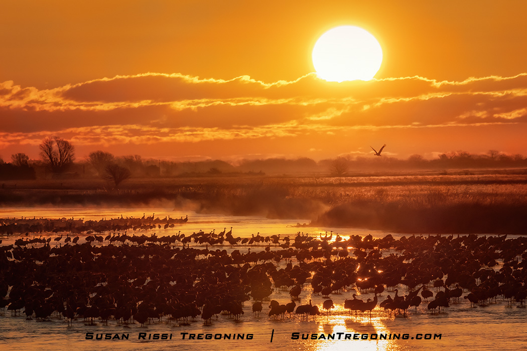 A golden sunrise glows over a misty wetland filled with hundreds of cranes standing in shallow water. One crane flies above the horizon, silhouetted against the orange sky, while bare trees line the distant background. 
