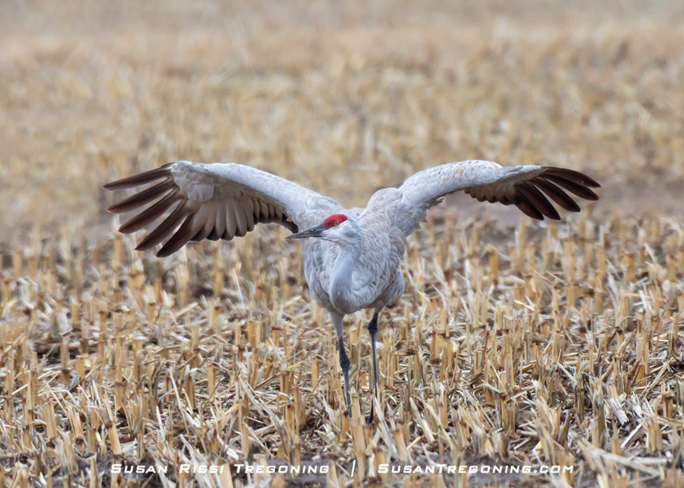 A Sandhill Crane stands in a harvested field with its wings partially extended. The bird’s gray body, long legs, and red crown are visible, and dry cut stalks fill the background.