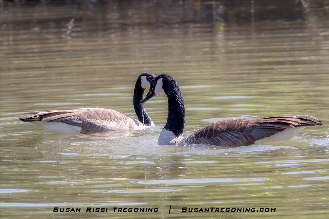 The Canada Geese Mating Ritual