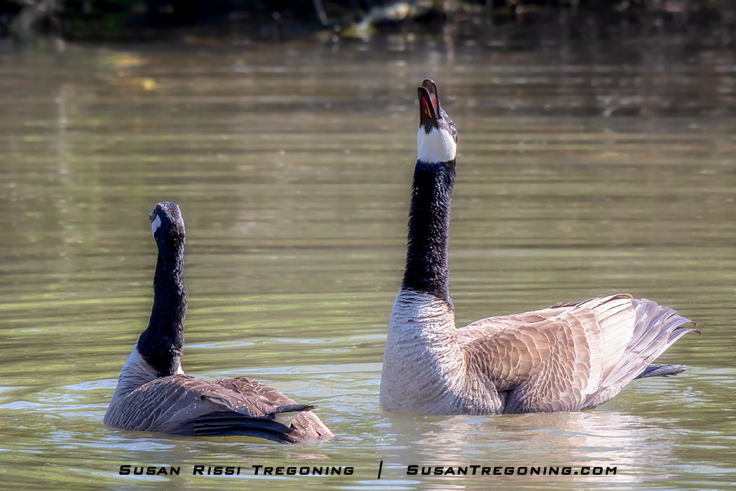 A Gander stands in the water after mating with his head thrown back, honking loudly. Other geese on the pond honk in response, creating a loud, overlapping chorus.
