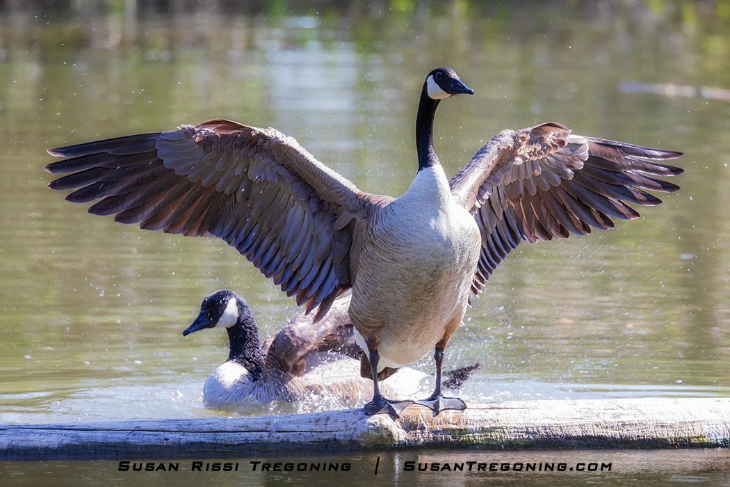 A female Canada Goose stands on a log with her wings spread wide as the Gander bathes in the water behind her.