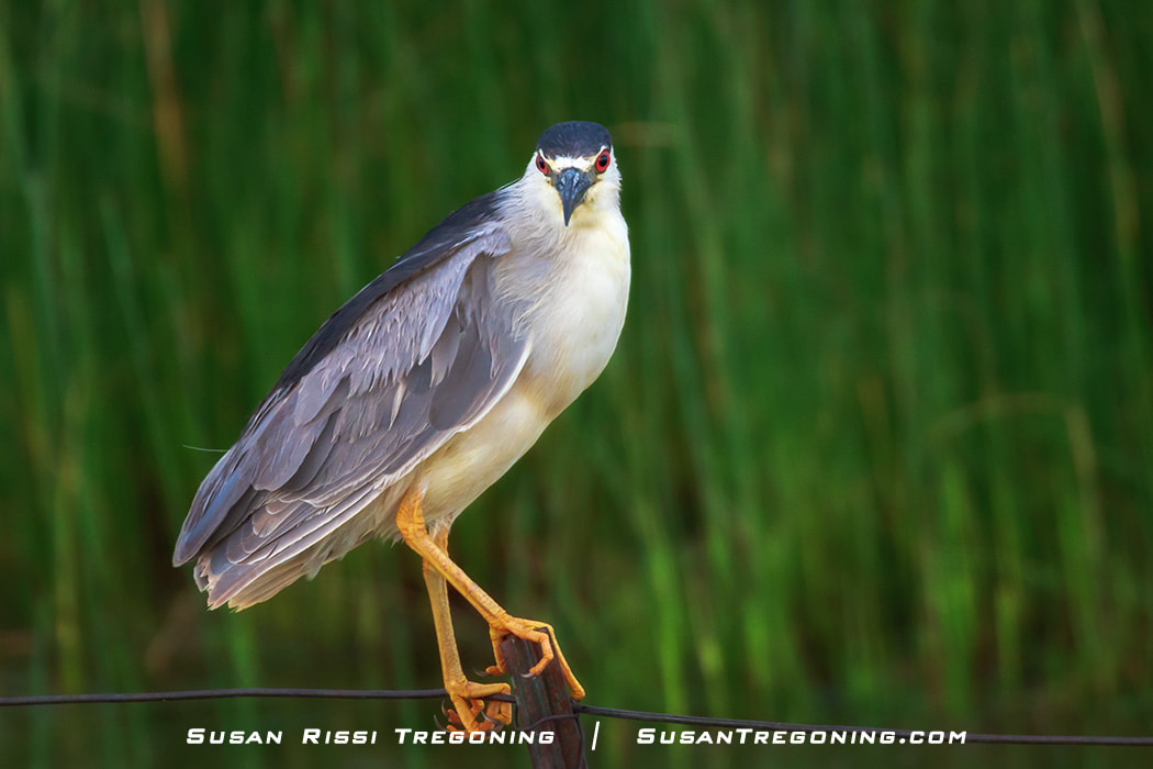 Several Black‑crowned Night Herons perch on fence posts in open prairie landscape shortly after a storm, with rolling grasslands in the background.