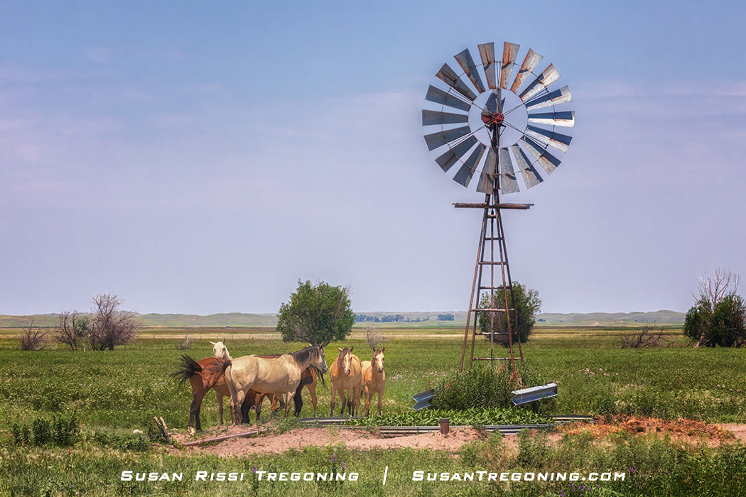 Five horses stand near a metal windmill and water tub in a grassy pasture, with open fields and scattered trees stretching into the distance under a clear blue sky.