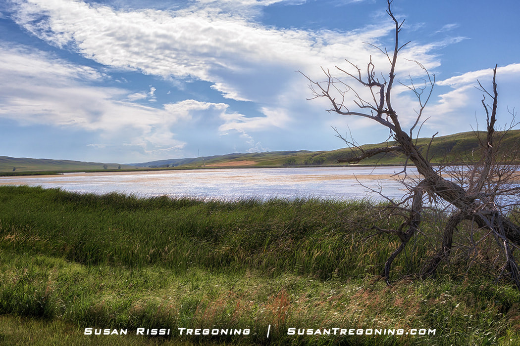 A calm lake sits among rolling green hills under a partly cloudy blue sky. In the foreground, a leafless tree with twisted branches stands near the water’s edge, with grass and open fields stretching into the distance.