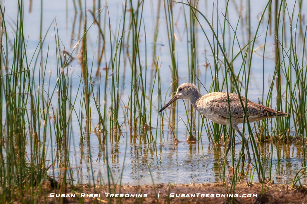 An Upland Sandpiper walks in shallow water at the edge of a wetland, foraging along the grassy shoreline.