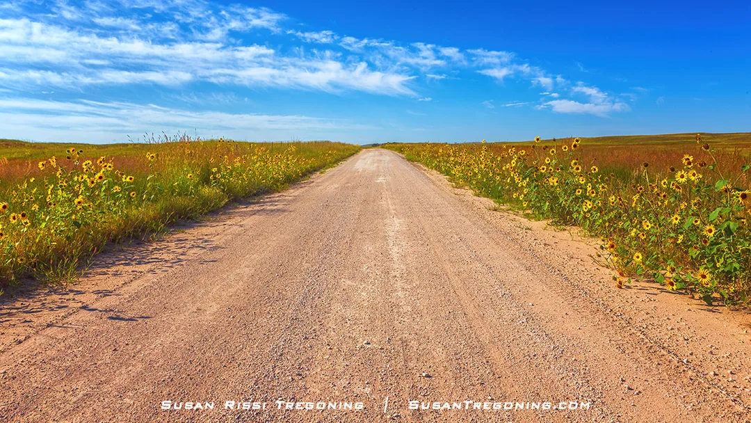 A dirt road is bordered on both sides by dense stands of yellow Plains Sunflowers, stretching into the distance across open prairie under a clear sky.