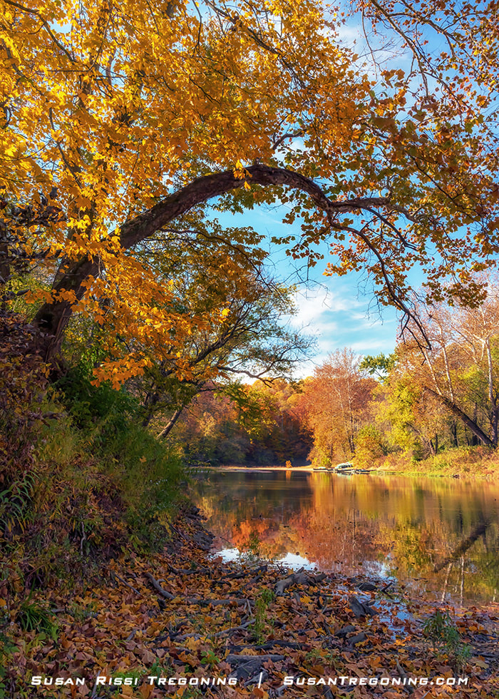 A calm stretch of Sugar Creek bordered by trees in full autumn color, with golden and orange foliage reflected in the still water and a large arching tree framing the scene from the riverbank.