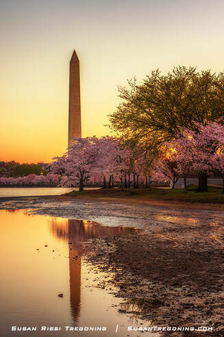 The Washington Monument at sunrise, reflected in the Tidal Basin and framed by peak cherry blossoms during the 2023 National Cherry Blossom Festival in Washington, DC.