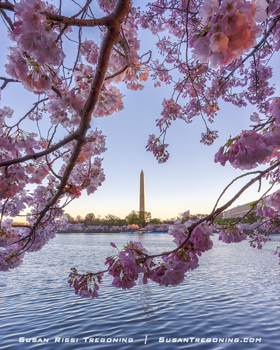 Branches of pink cherry blossoms frame the Washington Monument across the Tidal Basin during the 2023 festival.