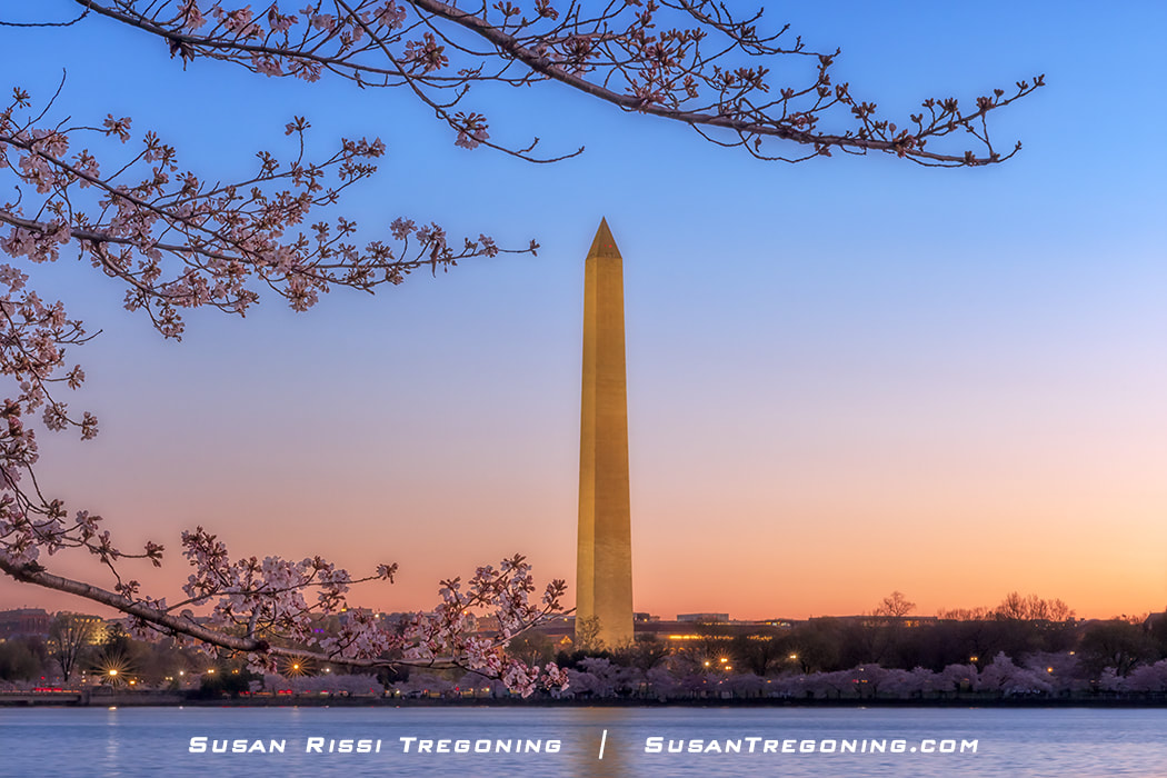 Washington DC's National Cherry Blossom Festival: A Trip for Your Bucket List