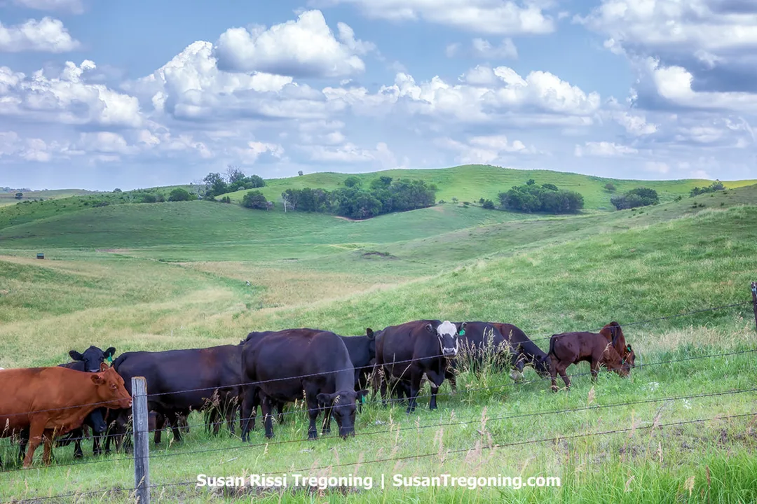A herd of cattle on Murray Hill standing in a field and facing toward a visitor. The animals appear alert and attentive, gathered near the fence line or field boundary.