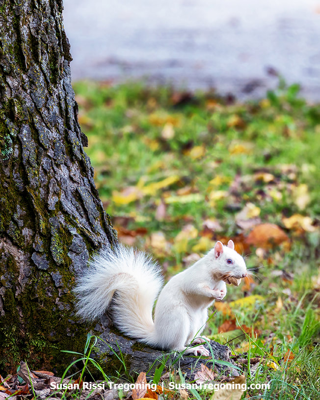 A white albino squirrel collects nuts at the base of a tree in Olney, Illinois.